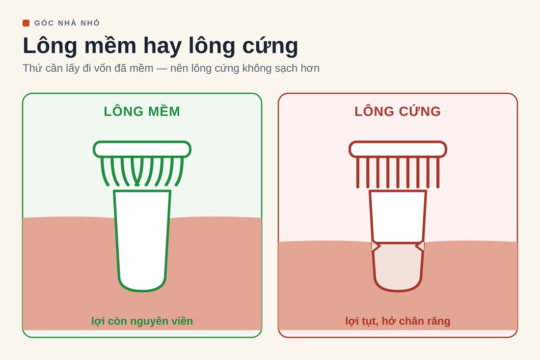 Hình vẽ so sánh: lông mềm cong lại khi chạm răng và viền lợi còn nguyên; lông cứng thẳng đơ, lợi đã tụt để hở chân răng và có rãnh khuyết ở cổ răng